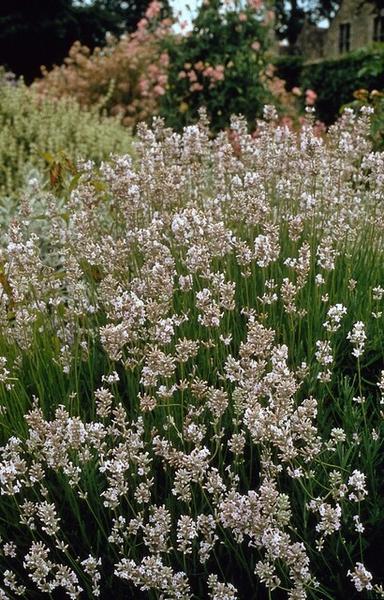 Lavandula int. 'Edelweiss' - ↕10-25cm - Ø9cm - 20x  BotanicBridge