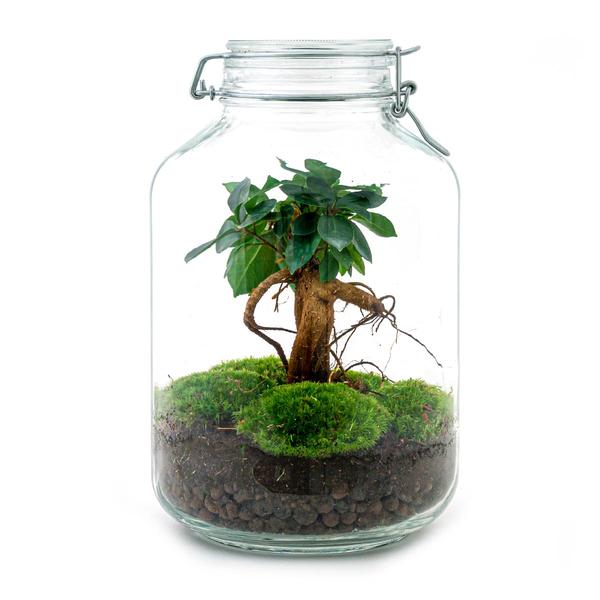 DIY terrarium - Jar - Ficus Ginseng bonsai - ↕ 28 cm - Rake + Shovel  BotanicBridge