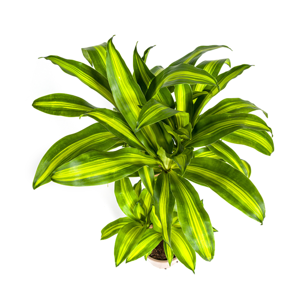 Dracaena Fragrans Massangeana Ø21cm - ↕100cm  BotanicBridge