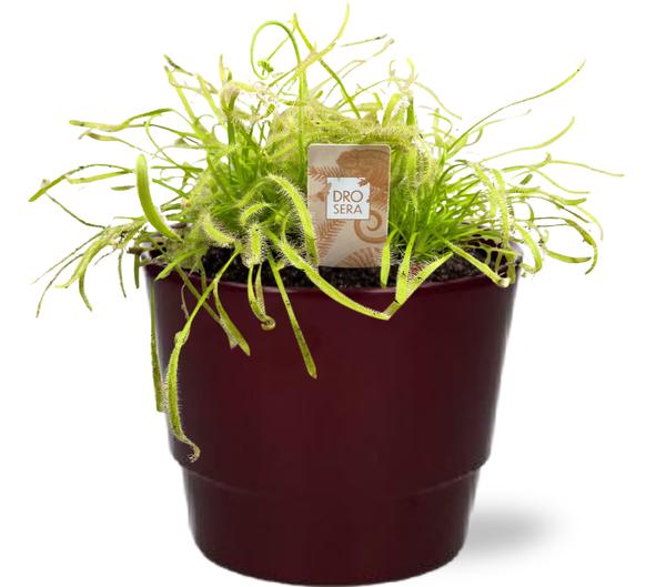 Drosera Capensis Wit - Ø12cm - ↕17cm + Pot Basic D14,5x12cm - Bordeaux  BotanicBridge