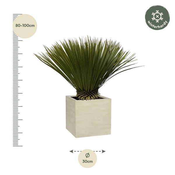 Yucca Rostrata - 80cm- Ø27  BotanicBridge