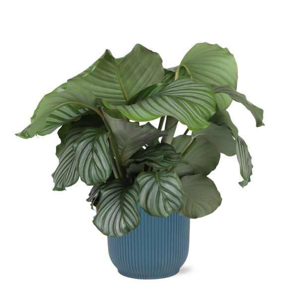 Calathea Orbifolia Ø21cm - ↕70cm in VIBES blue pot  BotanicBridge