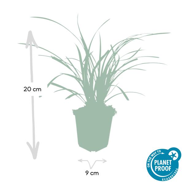 Carex morrowii 'Ice Dance' - ↕10-25cm - Ø9cm - 6x  BotanicBridge