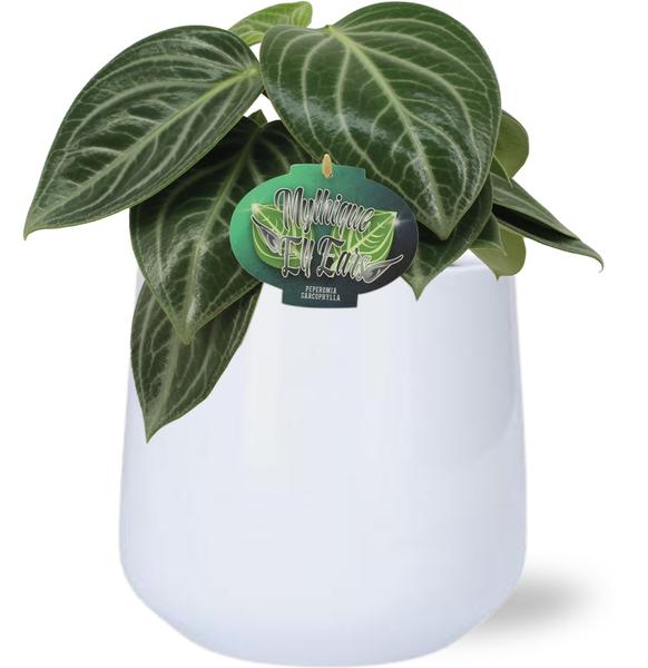 Peperomia Sarcophylla - Ø15cm - ↕25cm + Puglia Pot D16,5/18x16cm - Wit  BotanicBridge