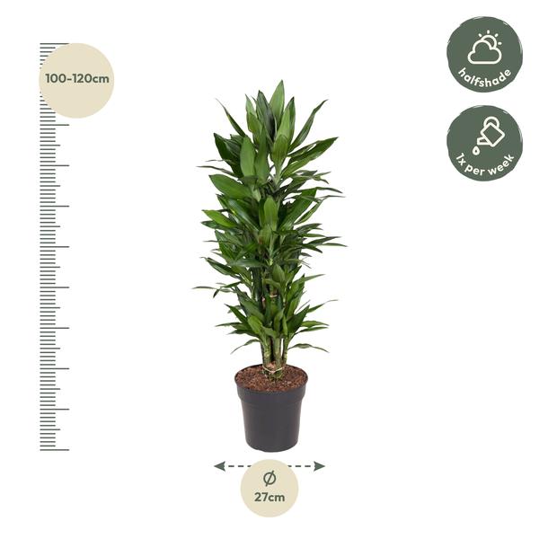 Dracaena Janet Lind vertakt - 110 cm - ø27  BotanicBridge