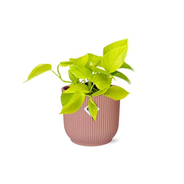 Epipremnum Pinnatum ‘Golden Pothos’ in ELHO Vibes Fold 14cm roze  BotanicBridge