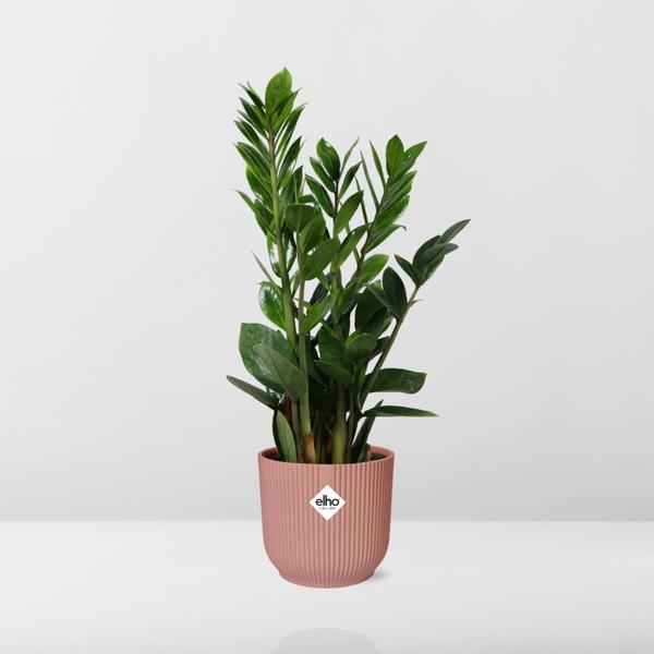 Zamioculcas – Hoogte 45-50 in ELHO Vibes Fold 14cm roze  BotanicBridge