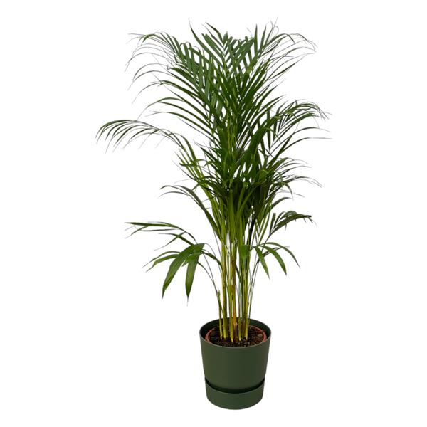 Areca palm - ↨110cm - Ø21cm inclusief elho Greenville Round groen D24xH23  BotanicBridge