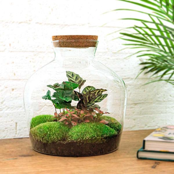 DIY terrarium - Fat Joe Coffea - ↕ 30 cm - Rake + Shovel  BotanicBridge