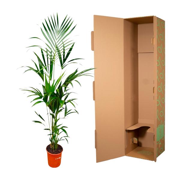 Kentia palm - 180cm - ⌀24  BotanicBridge