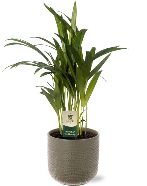 Dypsis Lutescens - Ø12cm - ↕40cm + Aresso Pot D13x12,5cm - Grijs Groen  BotanicBridge