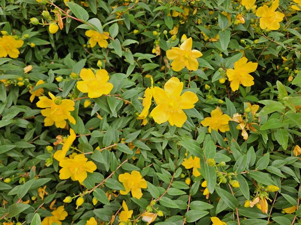 Hypericum dummeri 'Peter Dummer' - ↕10-25cm - Ø9cm - 40x  BotanicBridge