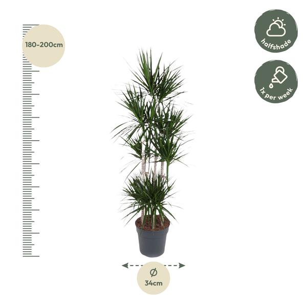 Dracaena Marginata Carrousel - 190 cm - ø34  BotanicBridge