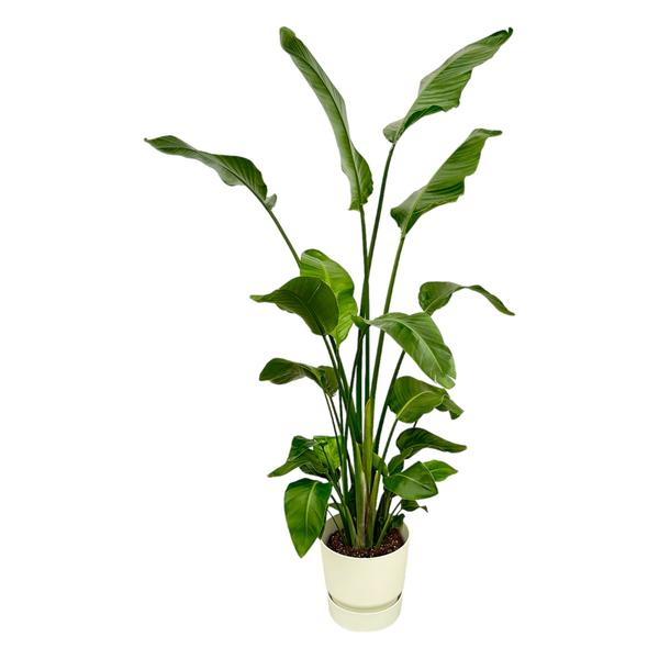 Strelitzia Nicolai inclusief elho Greenville Round wit - 180 cm - Ø30  BotanicBridge