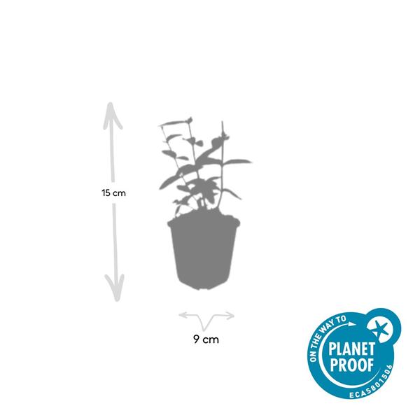 Hypericum inodorum 'Annebel' - ↕10-25cm - Ø9cm - 6x  BotanicBridge