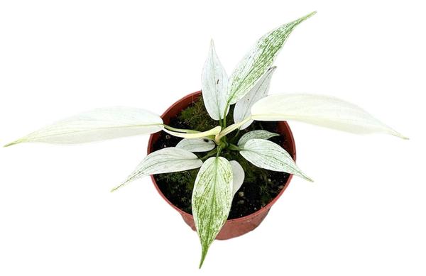 Philodendron Florida Ghost - Ø10,5cm - ↕15cm  BotanicBridge