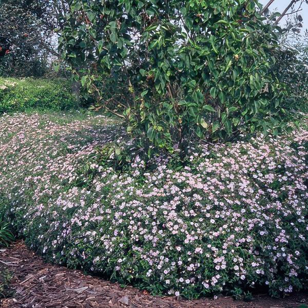 Aster ageratoides 'Asran' - ↕10-25cm - Ø9cm - 12x  BotanicBridge