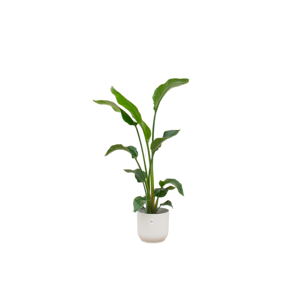 Combi deal - Strelitzia Nicolai inclusief elho Vibes Fold Round wit Ø22 - 100 cm  BotanicBridge