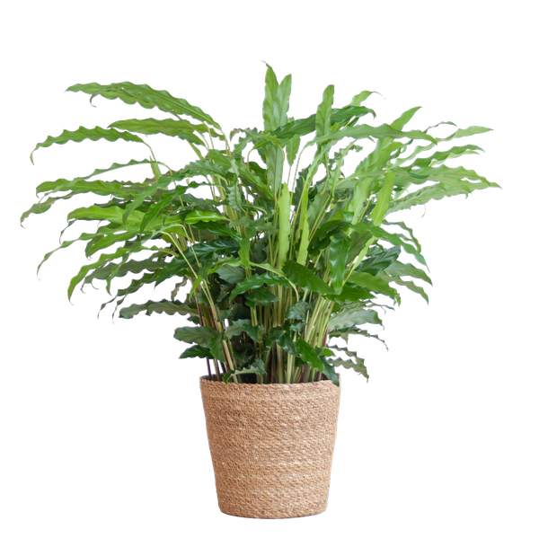 Calathea Rufibarba met Sofia mand naturel - 55cm - Ø17  BotanicBridge