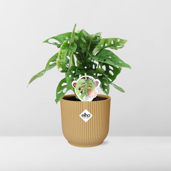 Monstera ‘Monkey Leaf’ in ELHO Vibes Fold 14cm geel  BotanicBridge