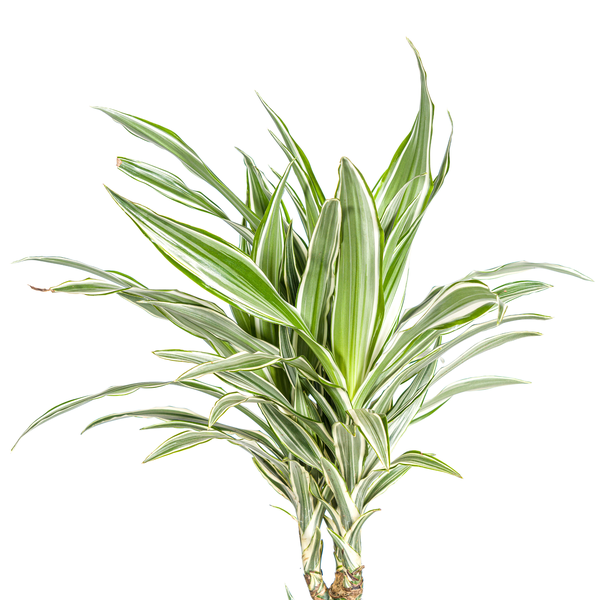 Dracaena Deremensis White Stripe Ø24cm - ↕140cm  BotanicBridge