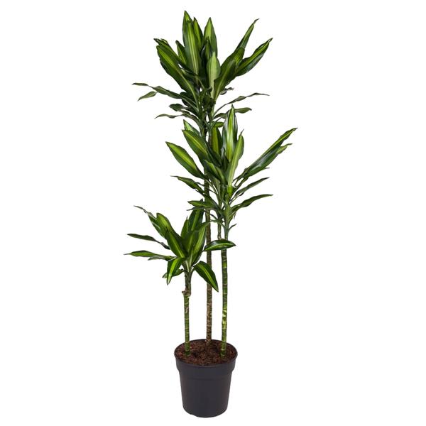 Dracaena Cintho - 160 cm - ø24  BotanicBridge