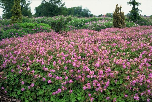 Geranium cant. 'Cambridge' - ↕10-25cm - Ø9cm - 6x  BotanicBridge