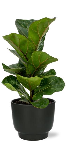 Ficus Lyrata - Ø12cm - ↕30cm + Potenza Pot D13x11cm - Zwart  BotanicBridge