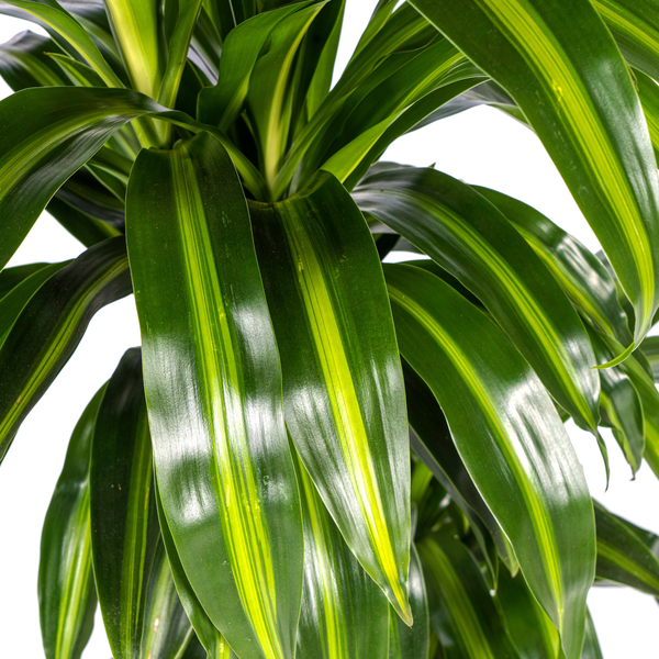 Dracaena Deremensis Hawaiian Sunshine Ø21cm - ↕100cm  BotanicBridge