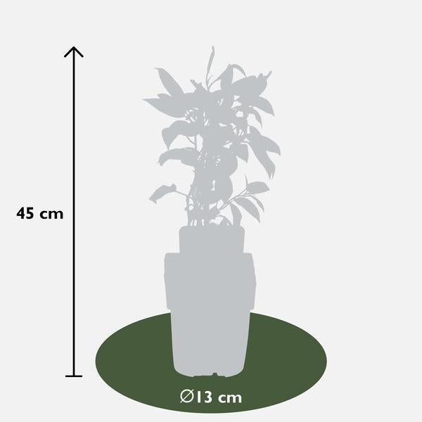 Actinidia arguta 'Issai' - Kiwibes - Ø13cm - ↕45cm  BotanicBridge