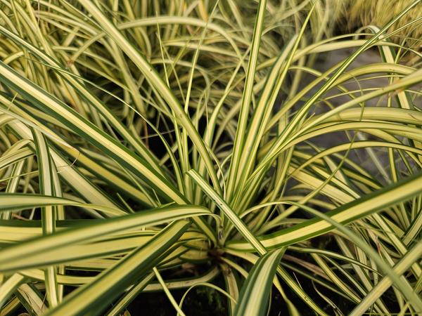 Carex oshim. 'Evergold'  - ↕10-25cm - Ø9cm - 12x  BotanicBridge