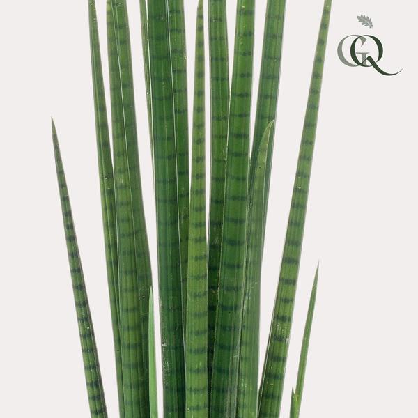 Kunstplant - Sanseveria Cylindrica - Vrouwentong - 70 cm  BotanicBridge