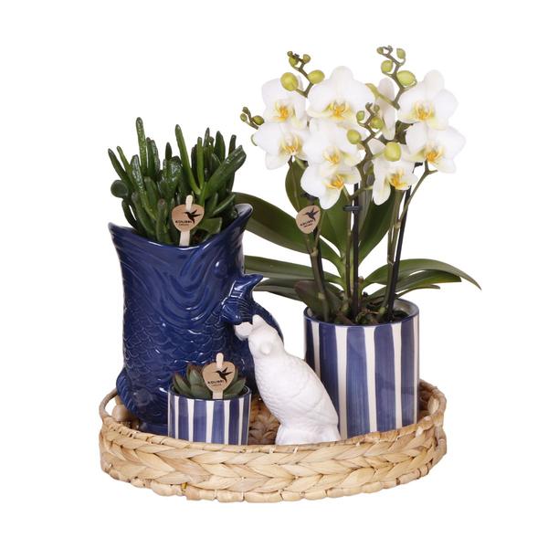 Kolibri Company | Plantenset Mediterranean Sunset | Witte Phalaenopsis Orchidee Lausanne en Succulenten incl. keramieken sierpotten  BotanicBridge