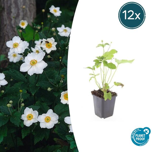 Anemone hyb. 'Honorine Jobert' - ↕10-25cm - Ø9cm - 12x  BotanicBridge