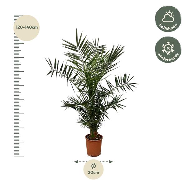 Phoenix Canariensis - 130cm- ø20  BotanicBridge