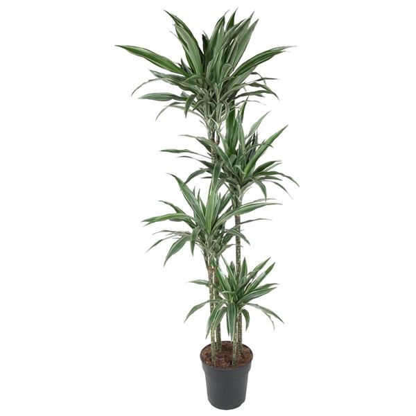 Dracaena Warneckei - 190 cm - ø27  BotanicBridge