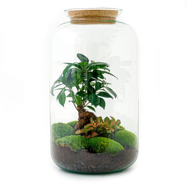 DIY terrarium - Sven Bonsai - ↕ 43 cm - Rake + Shovel + Tweezer + Scissors  BotanicBridge