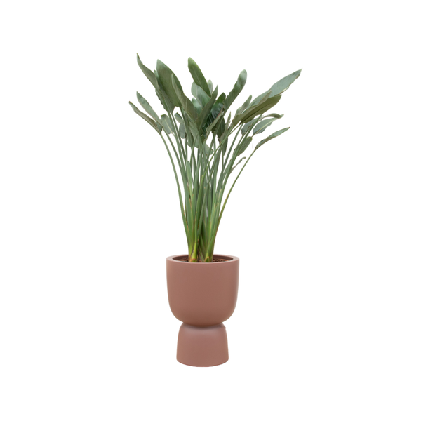 Combi deal - Strelitzia Reginae inclusief elho Pure Coupe bruin Ø41 - 190 cm  BotanicBridge