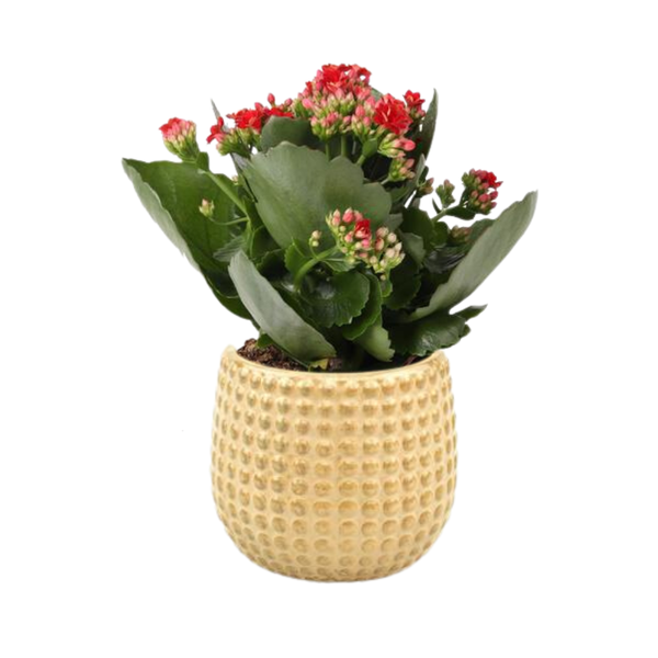 Kalanchoe Rosalina Don Justino Rood - Ø12cm - ↕27cm + Bubble Pot D12,5x11,5cm - Goud  BotanicBridge