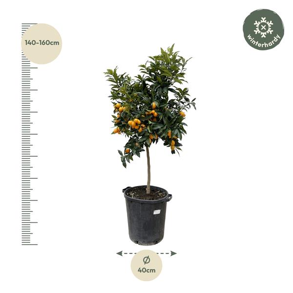 Citrus Kumquat - 150 cm - ø40  BotanicBridge