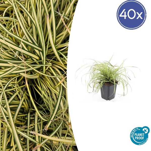 Carex oshim. 'Evergold'  - ↕10-25cm - Ø9cm - 40x  BotanicBridge