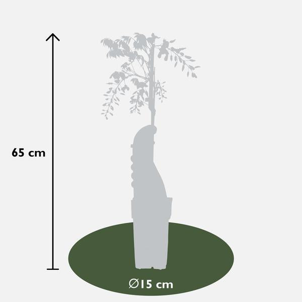 Wisteria sinensis Caroline - Paarse Regen - Ø15cm - ↕65cm  BotanicBridge