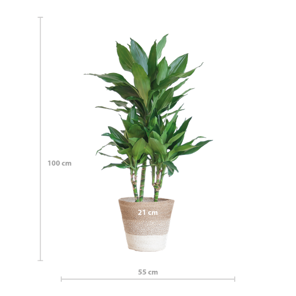 Dracaena  Janet Lindt met mand Lissabon wit - 95cm - Ø21  BotanicBridge