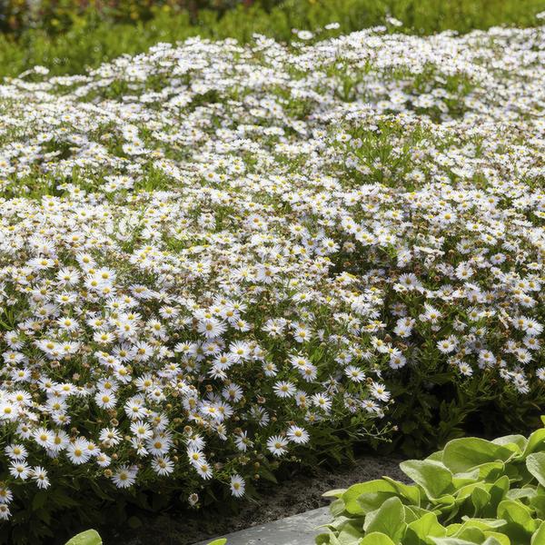 Aster ageratoides 'Ashvi' - ↕10-25cm - Ø9cm - 20x  BotanicBridge