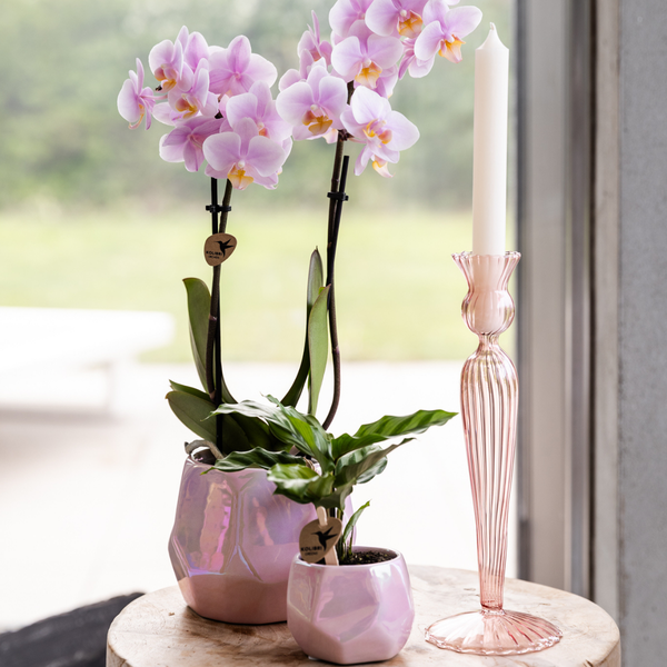 Kolibri Home I Pearl pot - Pink - Ø6cm  BotanicBridge