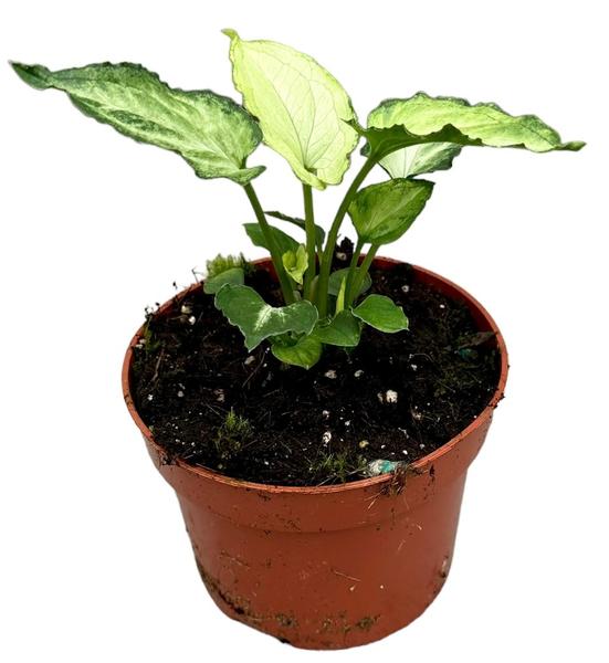 Syngonium Mouse Ears - Ø10,5cm - ↕15cm  BotanicBridge