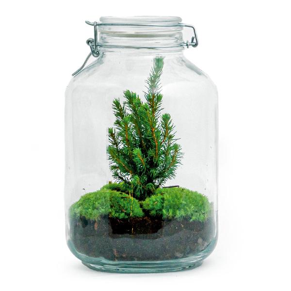 DIY terrarium - Jar Christmas - ↕ 28 cm  BotanicBridge