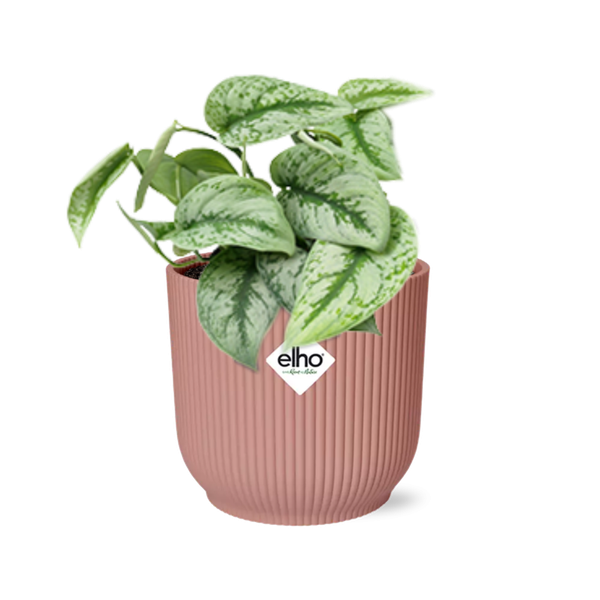 Scindapsus Pictus ‘Trebie’ in ELHO Vibes Fold 14cm roze  BotanicBridge