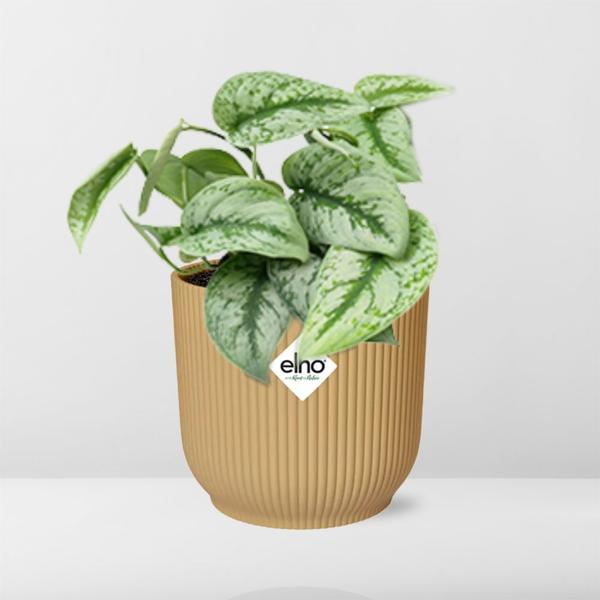 Scindapsus Pictus ‘Trebie’ in ELHO Vibes Fold 14cm geel  BotanicBridge