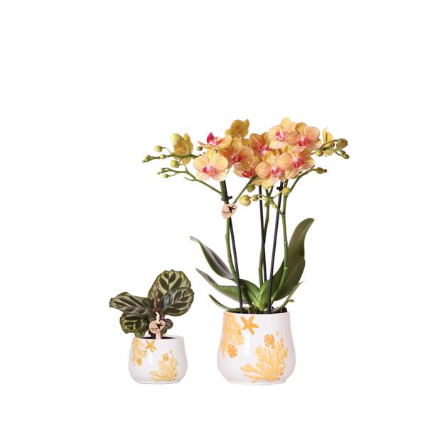 Kolibri Company - Planten set Coral Oranje | Set met oranje Phalaenopsis orchidee Jamaica Ø9cm en groene plant Calathea Ø6cm | incl. oranje keramieken sierpotten  BotanicBridge